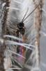 Tersilochinae inconnu